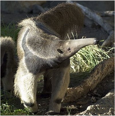 File:Anteater (photo) (Radiopaedia 9997).jpg