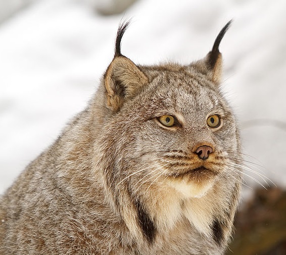 File:Canadian lynx (photograph) (Radiopaedia 72460).jpg