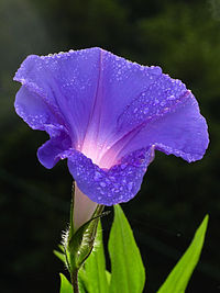 File:Morning glory flower (Radiopaedia 51577).jpg