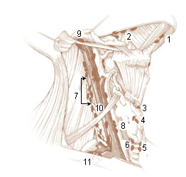 File:Deep cervical lymph node groups (illustration) (Radiopaedia 67392).jpeg