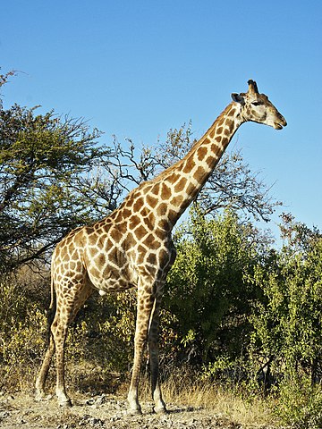 File:Giraffe (photo) (Radiopaedia 68070).jpg