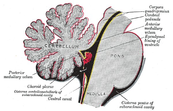 File:Cisterns and CSF flow - Gray's anatomy illustration (Radiopaedia 36292).jpg