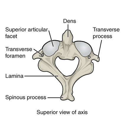 File:Bones and ligaments of the vertebral column (illustrations) (Radiopaedia 42770-45935 I 1).jpg