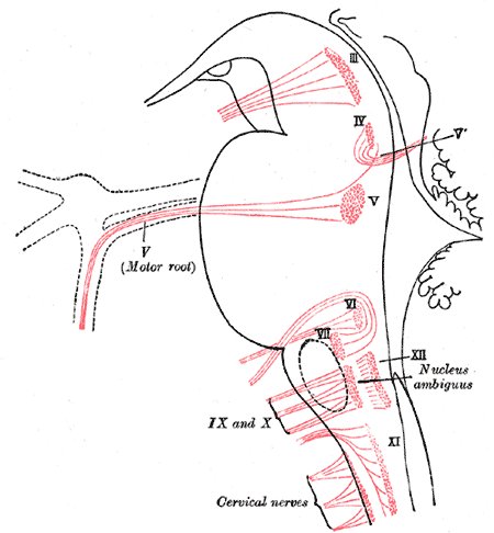 File:Brainstem motor nuclei - Gray's anatomy illustration (Radiopaedia 36266).jpg