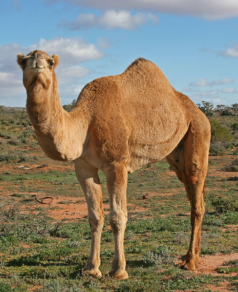 File:Dromedary camel (creative commons) (Radiopaedia 27949).jpg