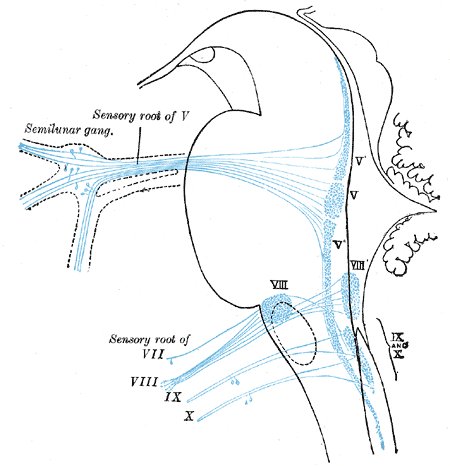 File:Brainstem sensory nuclei - Gray's anatomy illustration (Radiopaedia 36267).jpg