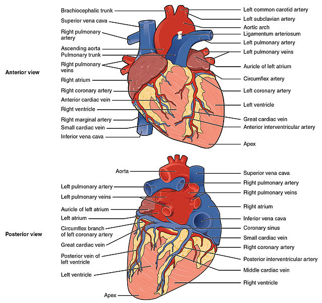 File:Cardiac anatomy (creative commons illustration) (Radiopaedia 26404).jpg