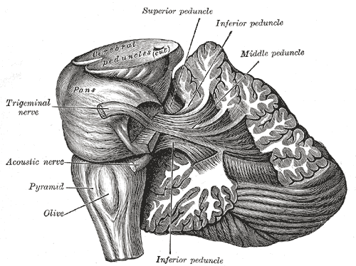 File:Cerebellar peduncles (Gray's illustration) (Radiopaedia 81789).png