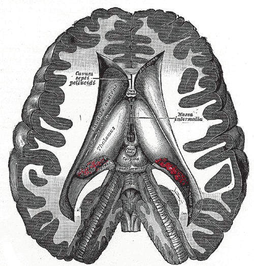 File:Anatomy of the lateral ventricles (Gray's illustration) (Radiopaedia 81785).png