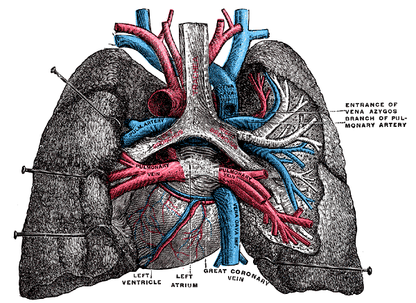 File:Cardiac vessels - Gray's anatomy illustrations (Radiopaedia 34282-35571 F 1).png