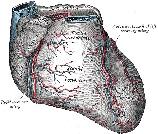 File:Cardiac vessels - Gray's anatomy illustrations (Radiopaedia 34282-35571 D 1).png