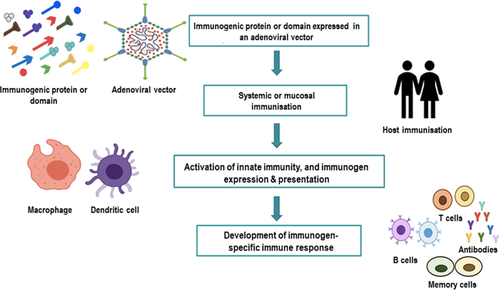 Adenoviral vector-based vaccine strategy for creating an effective protective immunity[30]