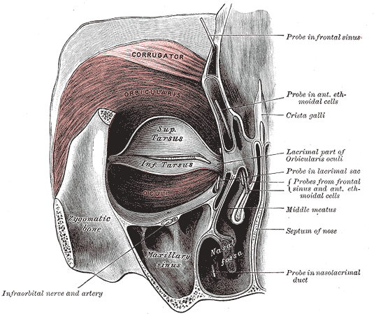 File:Depressor supercilii muscle (Gray's illustration) (Radiopaedia 160453-131286 Depressor supercilii muscle 1).png