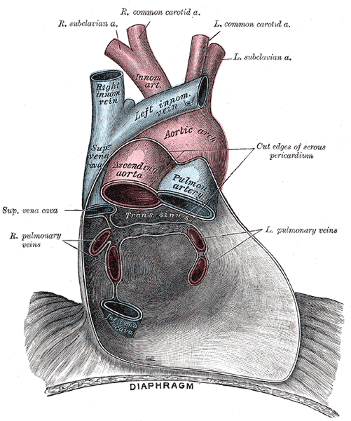File:Cardiac vessels - Gray's anatomy illustrations (Radiopaedia 34282-35571 B 1).png