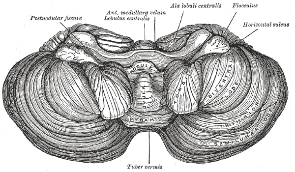 File:Cerebellum inferior surface (Gray's illustration) (Radiopaedia 81791).png
