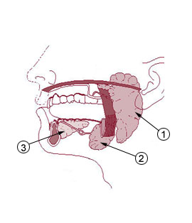 File:Parotid gland (diagram) (Radiopaedia 10449-111907 None 1).jpg