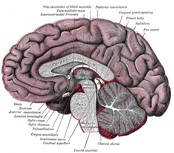 File:Brain (sagittal section) - Gray's anatomy illustration (Radiopaedia 36255).jpg