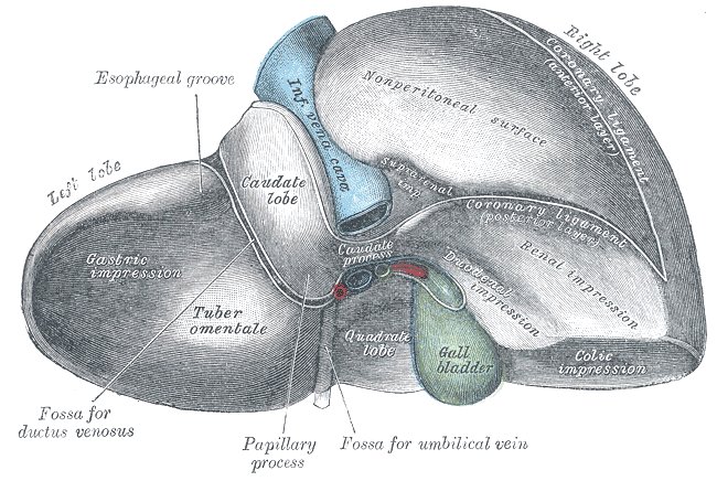 File:Liver (inferior surface) (Radiopaedia 36235).jpg