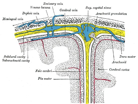 File:Falx cerebri (Gray's illustration) (Radiopaedia 13119).jpg