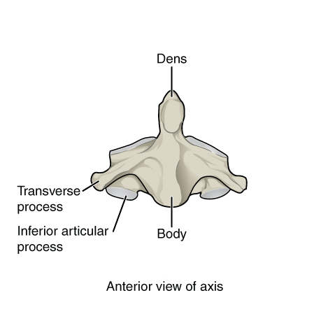 File:Bones and ligaments of the vertebral column (illustrations) (Radiopaedia 42770-45935 K 1).jpg