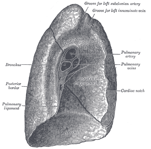 File:Mediastinal surface of lung (Radiopaedia 86821-102979 None 1).png