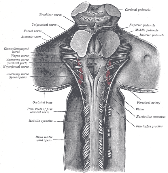 File:Cranial nerves in the posterior fossa (Gray's illustration) (Radiopaedia 81895).png