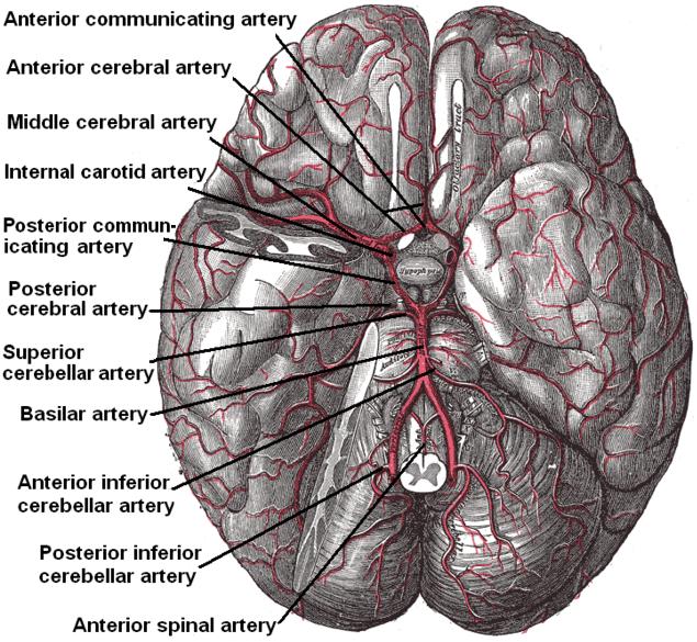 File:Cerebral arterial supply to the brain (illustration) (Radiopaedia 36079).jpg