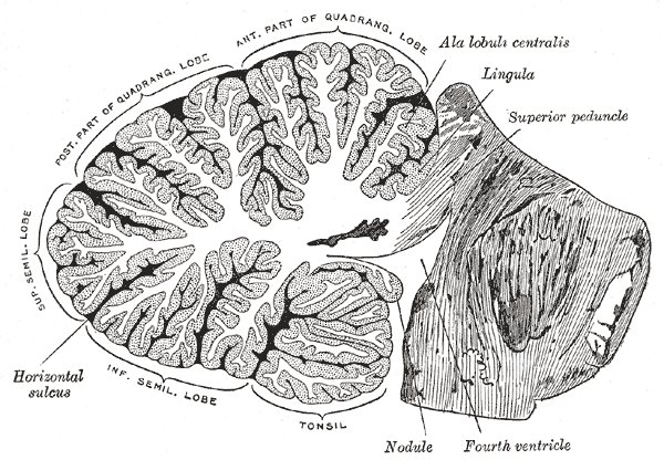 File:Cerebellum (sagittal) - Gray's anatomy illustration (Radiopaedia 36289).jpg
