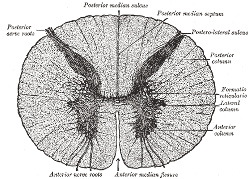 File:Spinal cord cross section (Gray's illustration) (Radiopaedia 54547-60778 None 1).png