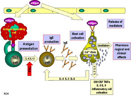 File:Induction and effector mechanisms in Type 1 hypersensitivity (DermNet NZ antigen).jpg