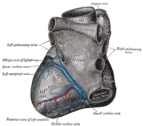 File:Cardiac vessels - Gray's anatomy illustrations (Radiopaedia 34282-35571 C 1).png