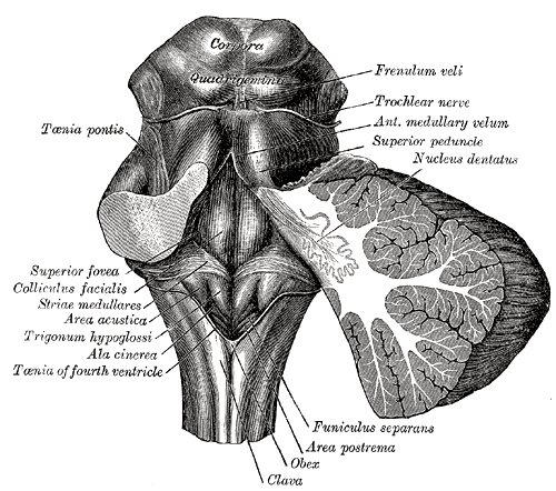 File:Corpora quadrigemina - Gray's anatomy illustration (Radiopaedia 36281).jpg