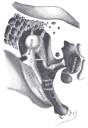 File:Auditory anatomy - Gray's anatomy illustration (Radiopaedia 10520-10990 D 1).png