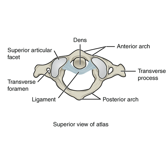 File:Bones and ligaments of the vertebral column (illustrations) (Radiopaedia 42770-45935 L 1).jpg