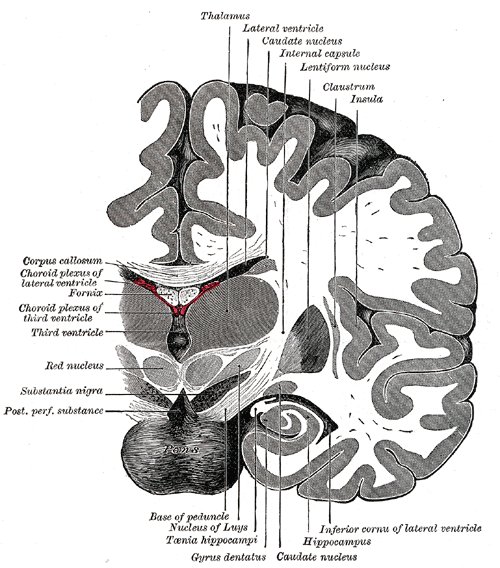File:Coronal brain in front of pons - Gray's anatomy illustration (Radiopaedia 36261).jpg