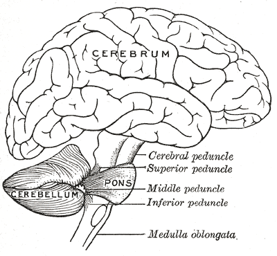 File:Cerebellar peduncles (Gray's illustration) (Radiopaedia 81795).png