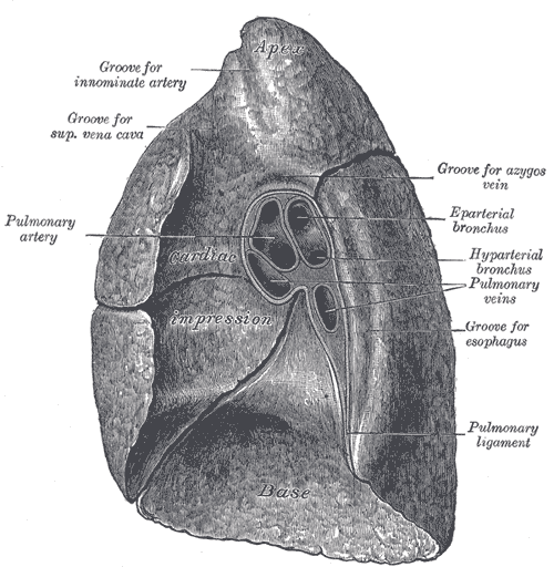 File:Mediastinal surface of lung (Radiopaedia 86821-102978 None 1).png