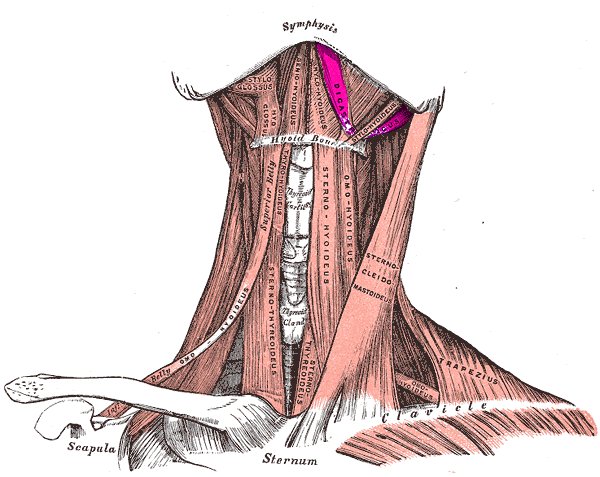 File:Digastric muscle (anterior) (Radiopaedia 36305).jpg
