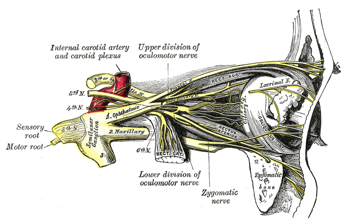 File:Nerves of the orbit (Gray's illustration) (Radiopaedia 82242).png