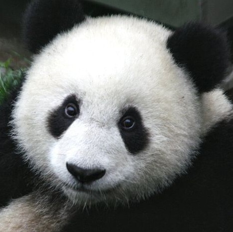 File:Panda (photo) (Radiopaedia 36073).jpg