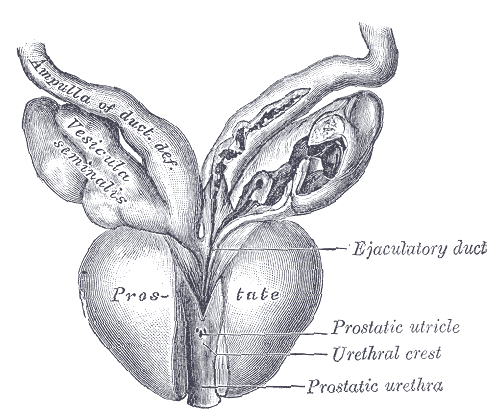 File:Prostate gland and seminal vesicles (Gray's illustration) (Radiopaedia 81748-95678 None 1).png