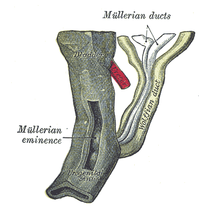 File:Müllerian duct anatomy - Gray's anatomy illustration (Radiopaedia 36422).png