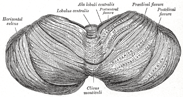 File:Cerebellum superior surface (Gray's illustration) (Radiopaedia 81790).png