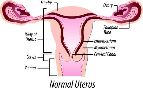File:Normal uterus (Radiopaedia 36083).jpg