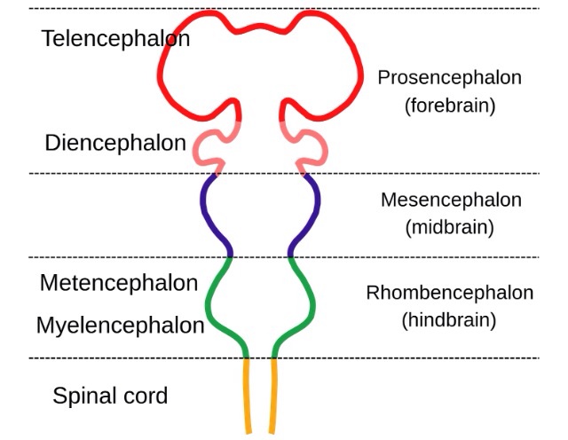 File:Brainstem embryology - diagram (Radiopaedia 26624).jpg