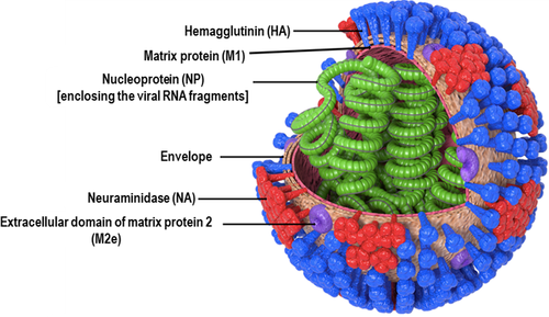 Diagram of influenza virus (showing envelope and internal proteins)[13]