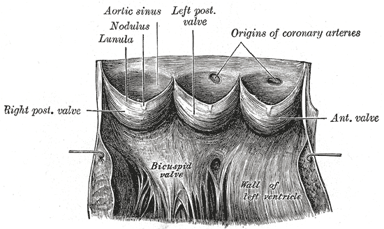File:Cardiac vessels - Gray's anatomy illustrations (Radiopaedia 34282-35571 E 1).png