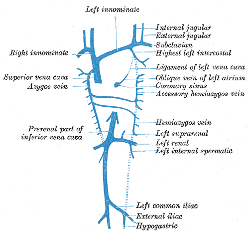 File:Azygos vein anatomy - Gray's anatomy illustration (Radiopaedia 15553-74275 coronal diagram 1).png
