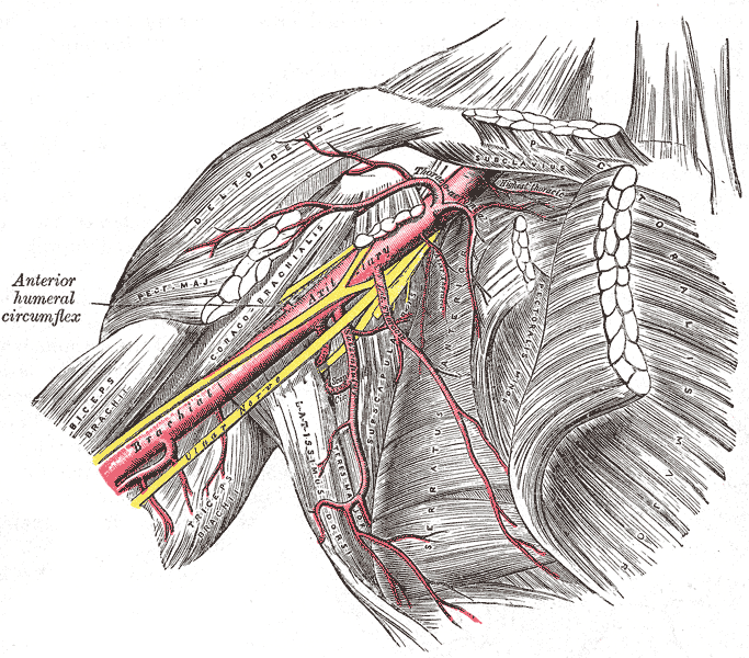 File:Axillary anatomy (Gray's illustration) (Radiopaedia 55133).png