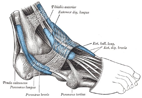 File:Foot muscle insertion- anterior - Gray's anatomy illustration (Radiopaedia 36324).jpg